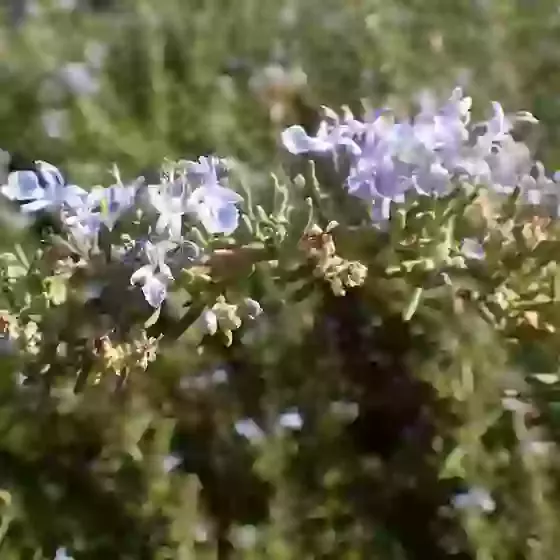 Rosmarinus officinalis Tuscan blue Rosemary